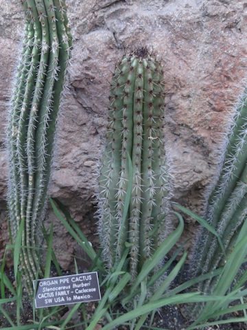 Stenocereus thurberi