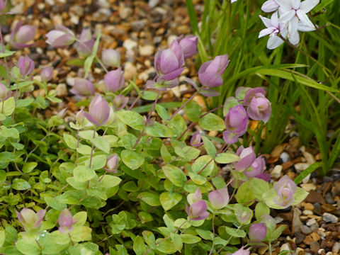 Origanum amanum