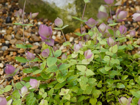 Origanum amanum