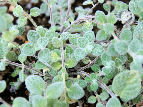 Origanum cv. Buckland