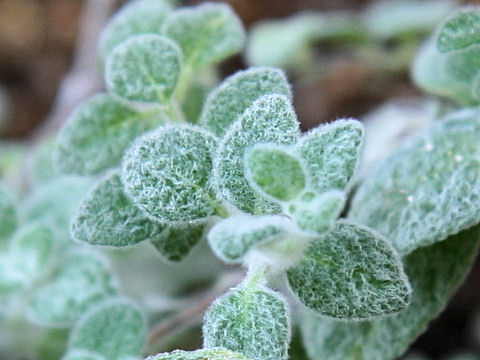 Origanum cv. Buckland