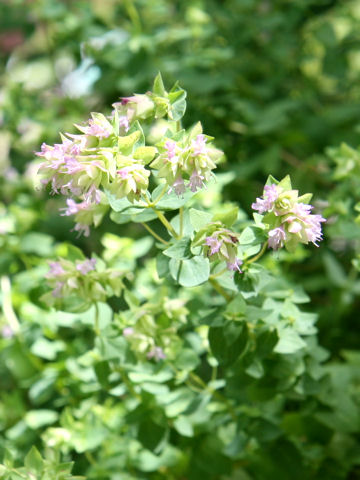 Origanum dictamnus