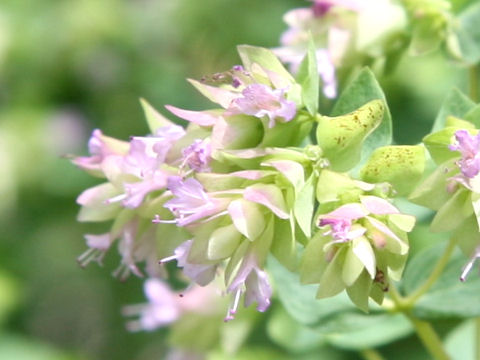 Origanum dictamnus