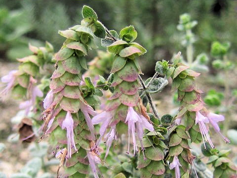 Origanum dictamnus