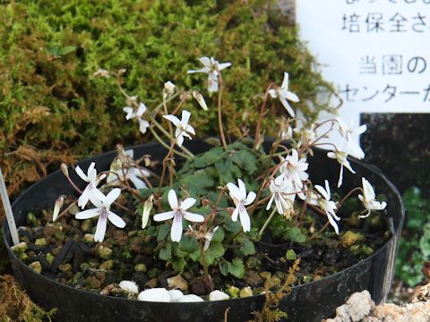 Viola stoloniflora