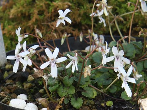 Viola stoloniflora