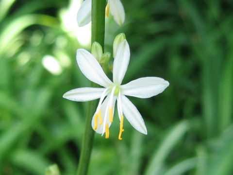 Chlorophytum comosum cv. Picturatum