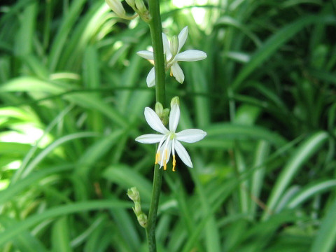 Chlorophytum comosum cv. Picturatum