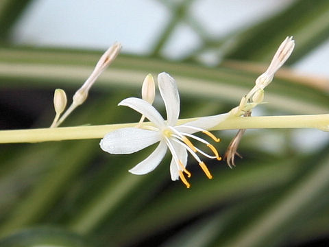 Chlorophytum comosum  cv. Vittatum