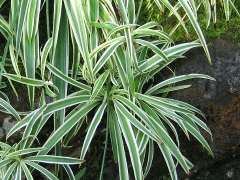 Chlorophytum comosum  cvDVariegatum