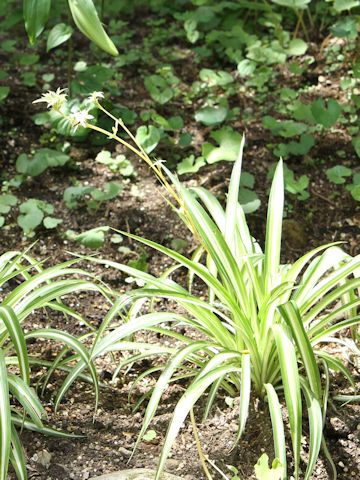 Chlorophytum comosum  cv. Vittatum