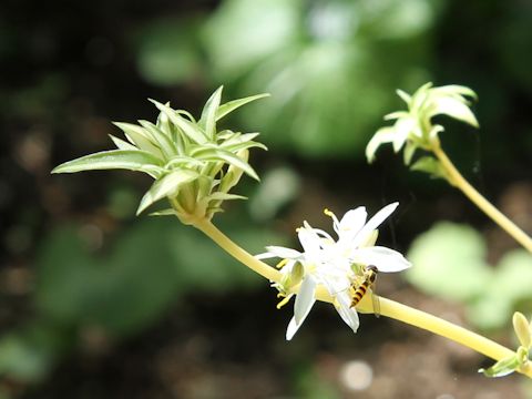 Chlorophytum comosum  cv. Vittatum