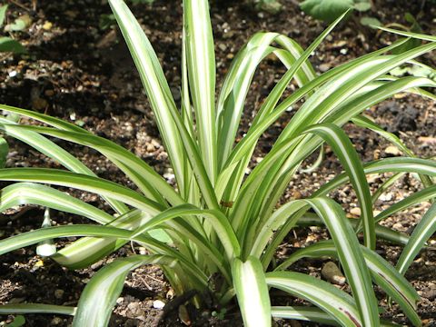 Chlorophytum comosum  cv. Vittatum