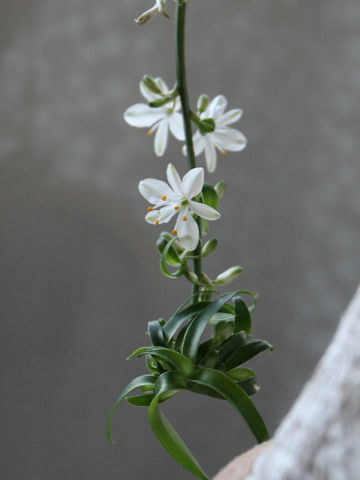 Chlorophytum comosum