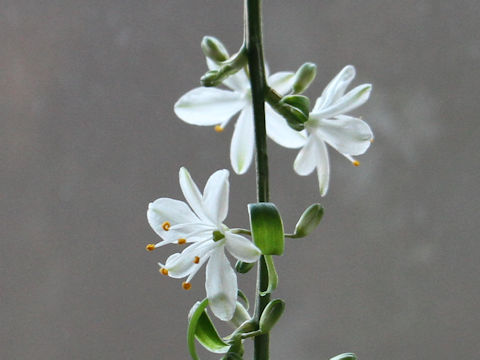 Chlorophytum comosum