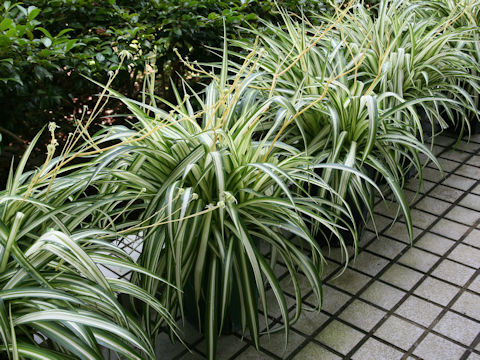 Chlorophytum comosum  cv. Vittatum