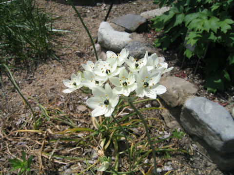 Ornithogalum arabicum