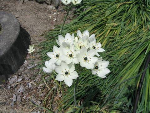 Ornithogalum arabicum