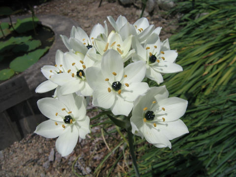 Ornithogalum arabicum