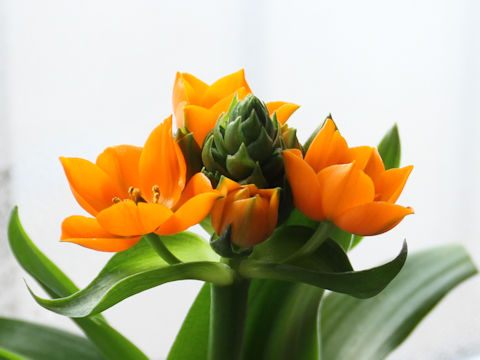 Ornithogalum dubium