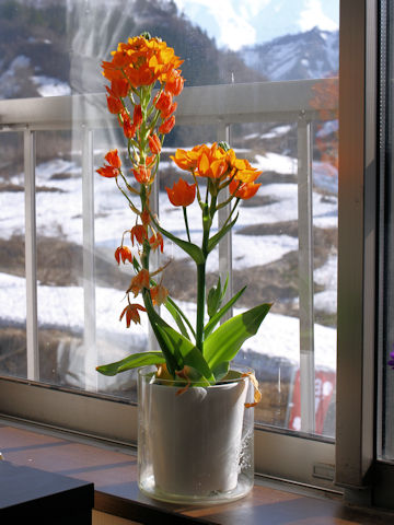 Ornithogalum dubium