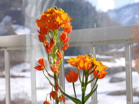 Ornithogalum dubium