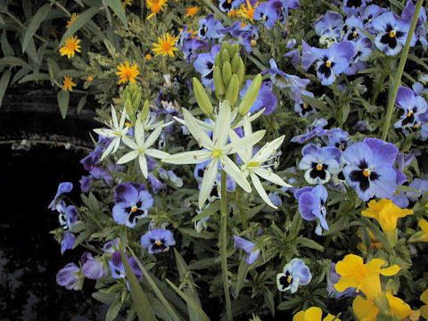 Ornithogalum narbonense