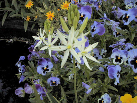 Ornithogalum narbonense