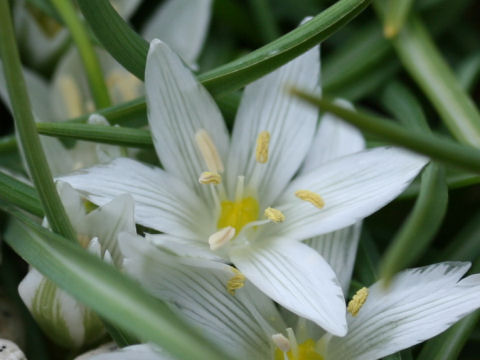 Ornithogalum nivale