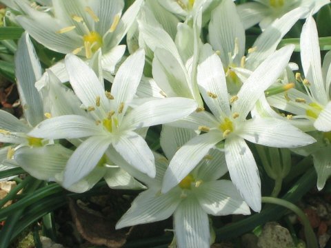 Ornithogalum nivale