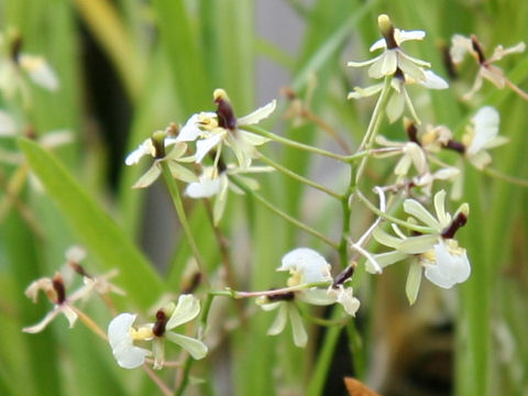 Ornithophora radicans