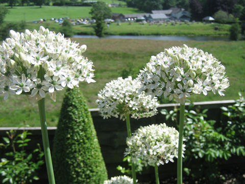 Ornithogalum saundersiae