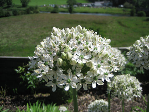 Ornithogalum saundersiae