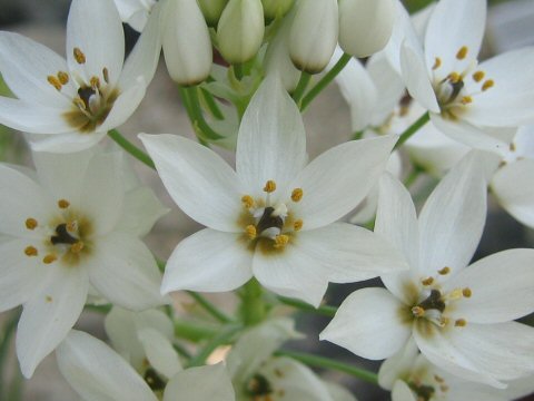 Ornithogalum thyrsoides