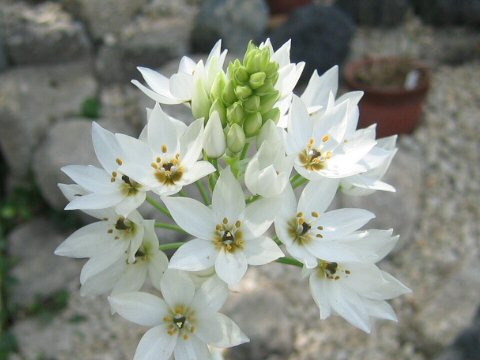 Ornithogalum thyrsoides