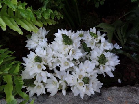 Ornithogalum thyrsoides