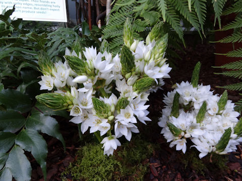 Ornithogalum thyrsoides