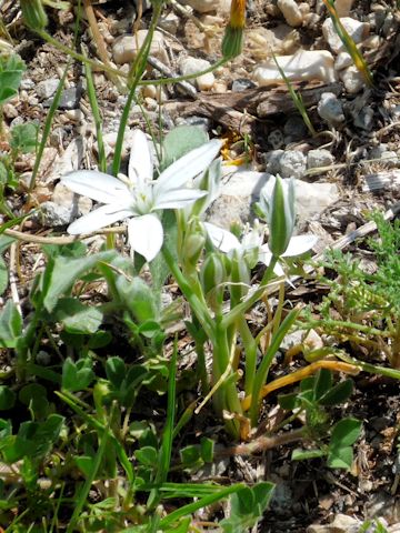 Ornithogalum umbellatum