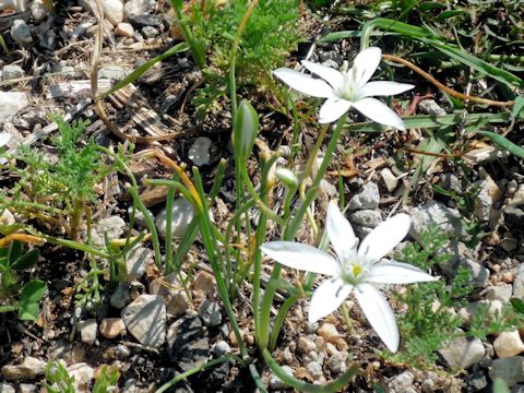 Ornithogalum umbellatum