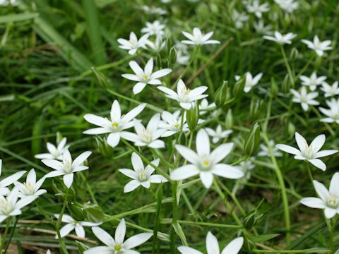 Ornithogalum umbellatum