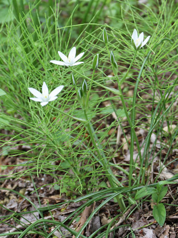 Ornithogalum umbellatum