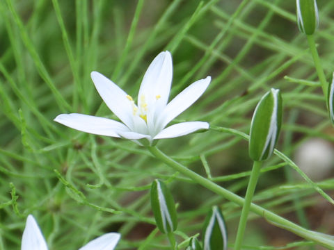 Ornithogalum umbellatum