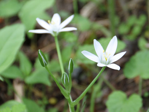 Ornithogalum umbellatum