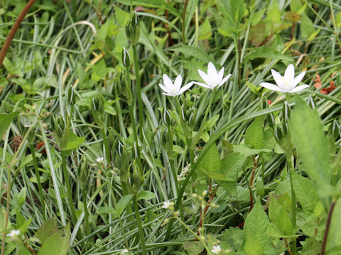 Ornithogalum umbellatum