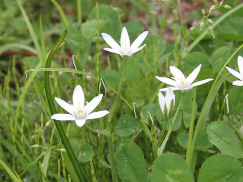 Ornithogalum umbellatum