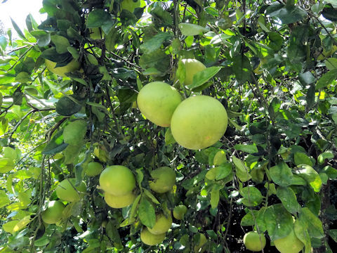 Citrus grandis cv. Oroblanco