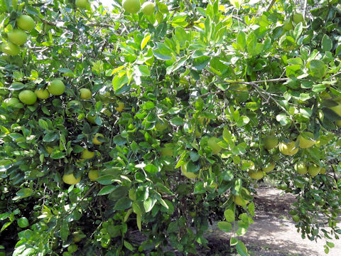 Citrus grandis cv. Oroblanco