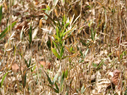 Pleioblastus argenteostriatus var. disticha