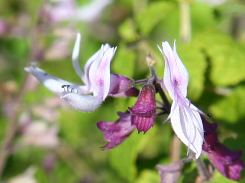 Orthosiphon labiatus