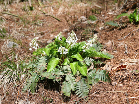 Pteridophyllum racemosum